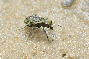 gewone oeverloopkever (elaphrus riparius) 8-2011 0272